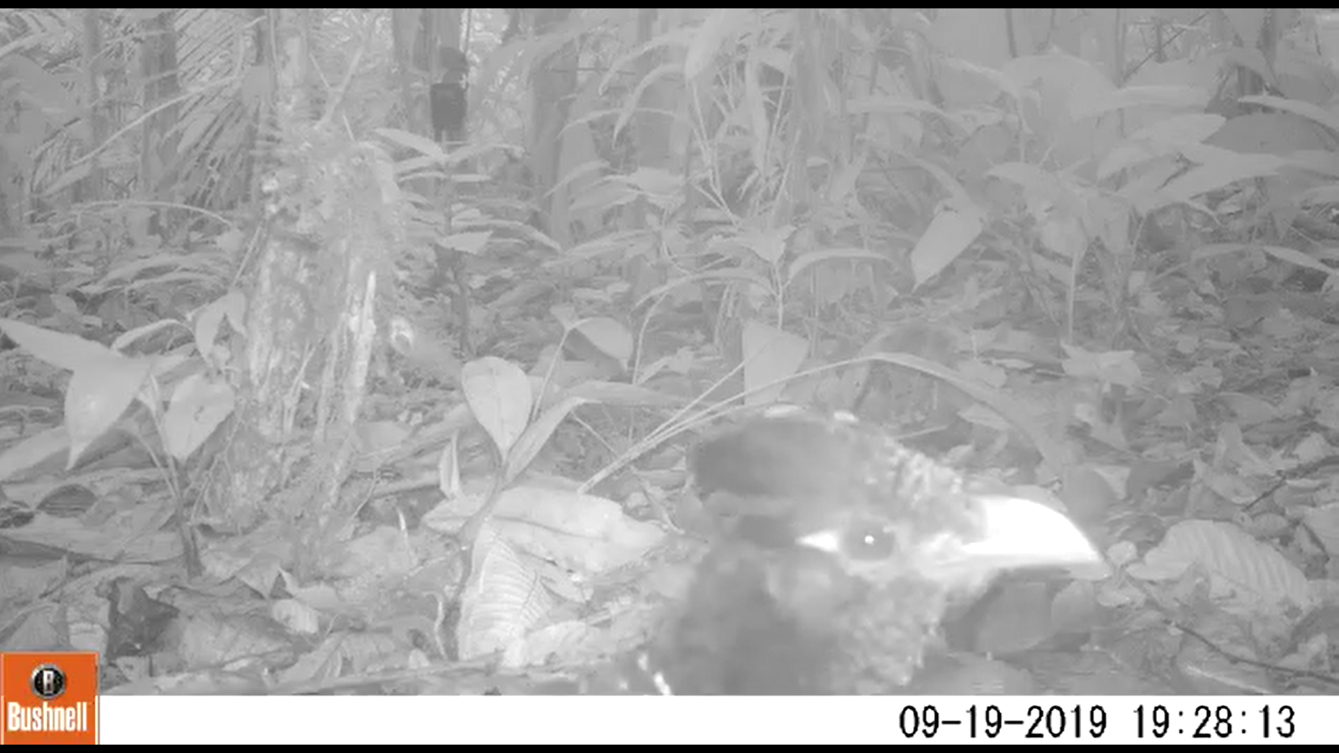 New Banded Ground- Cuckoo Project